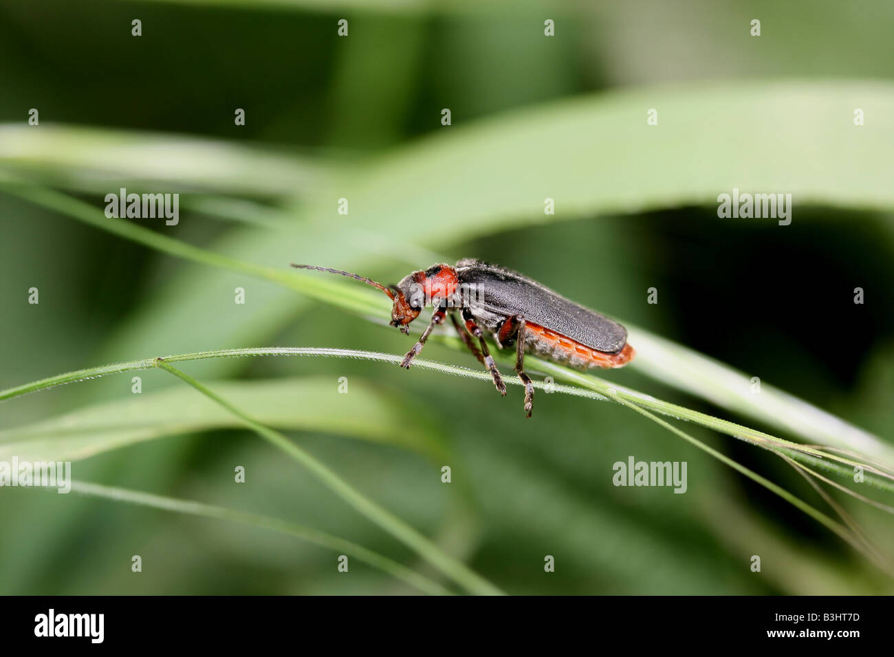 common soldier beetle Stock Photo Alamy