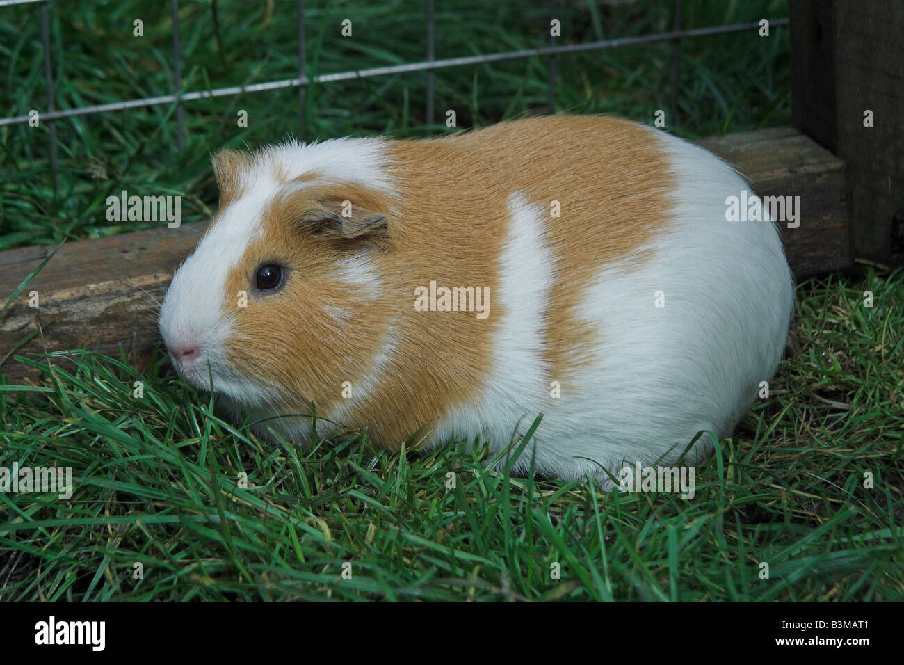 Pet Guinea Pig Stock Photo Alamy