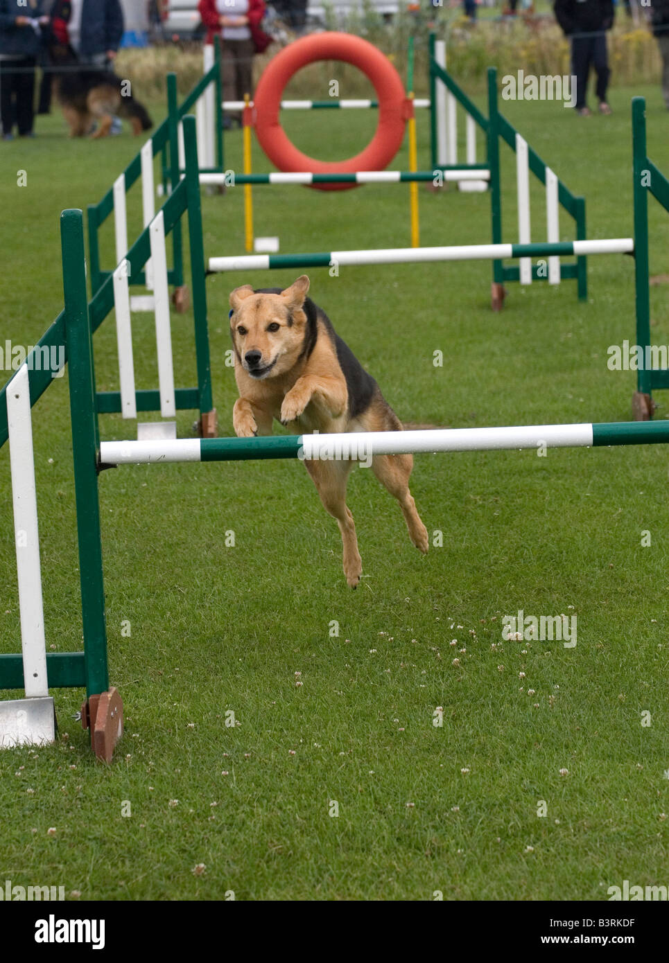 Dog Agility Stock Photo Alamy
