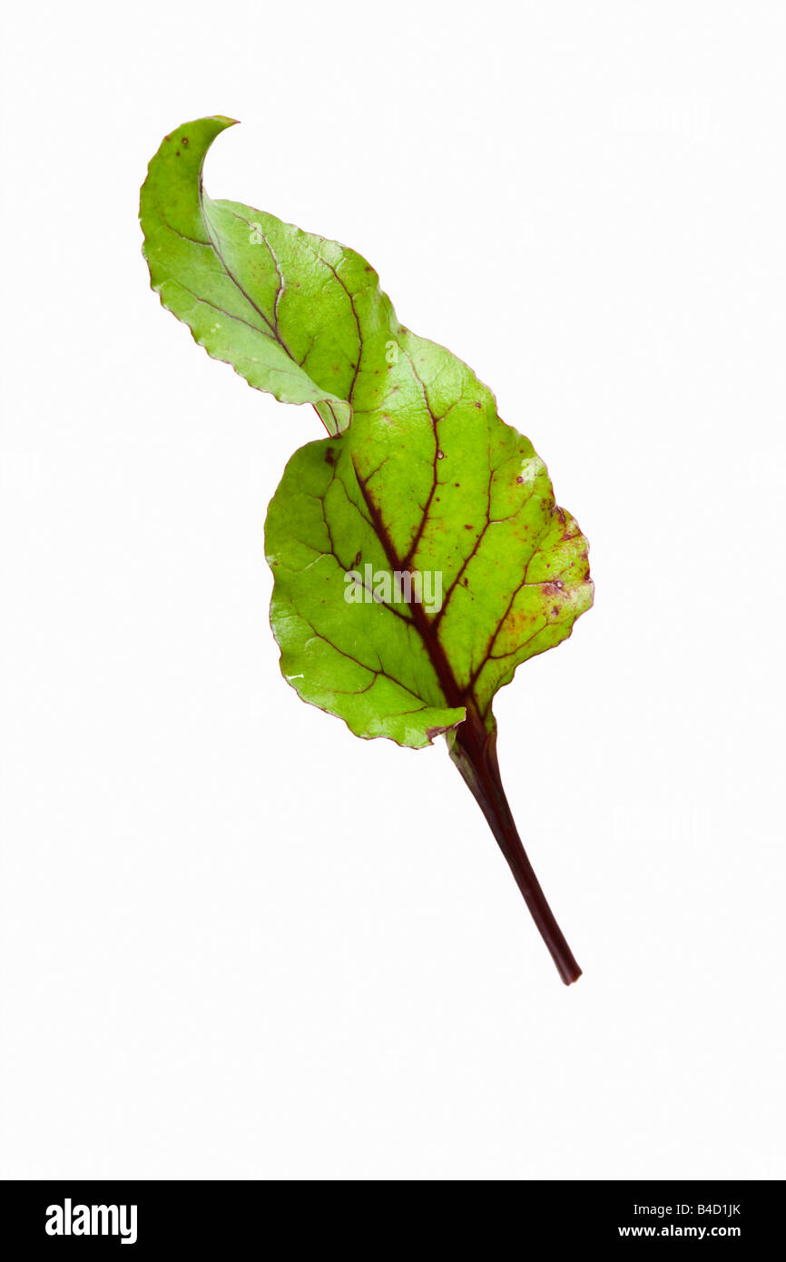 Cut beetroot beta vulgaris hires stock photography and images Alamy