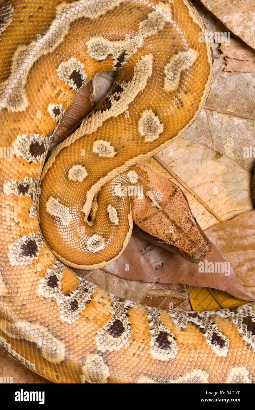 Malaysian blood python python curtus brongersmai hires stock