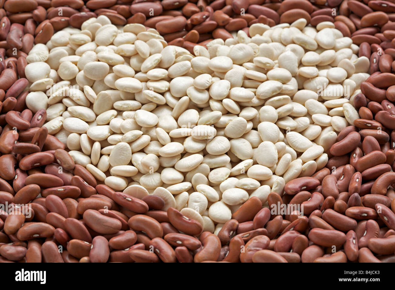 Assorted dried common beans Stock Photo Alamy