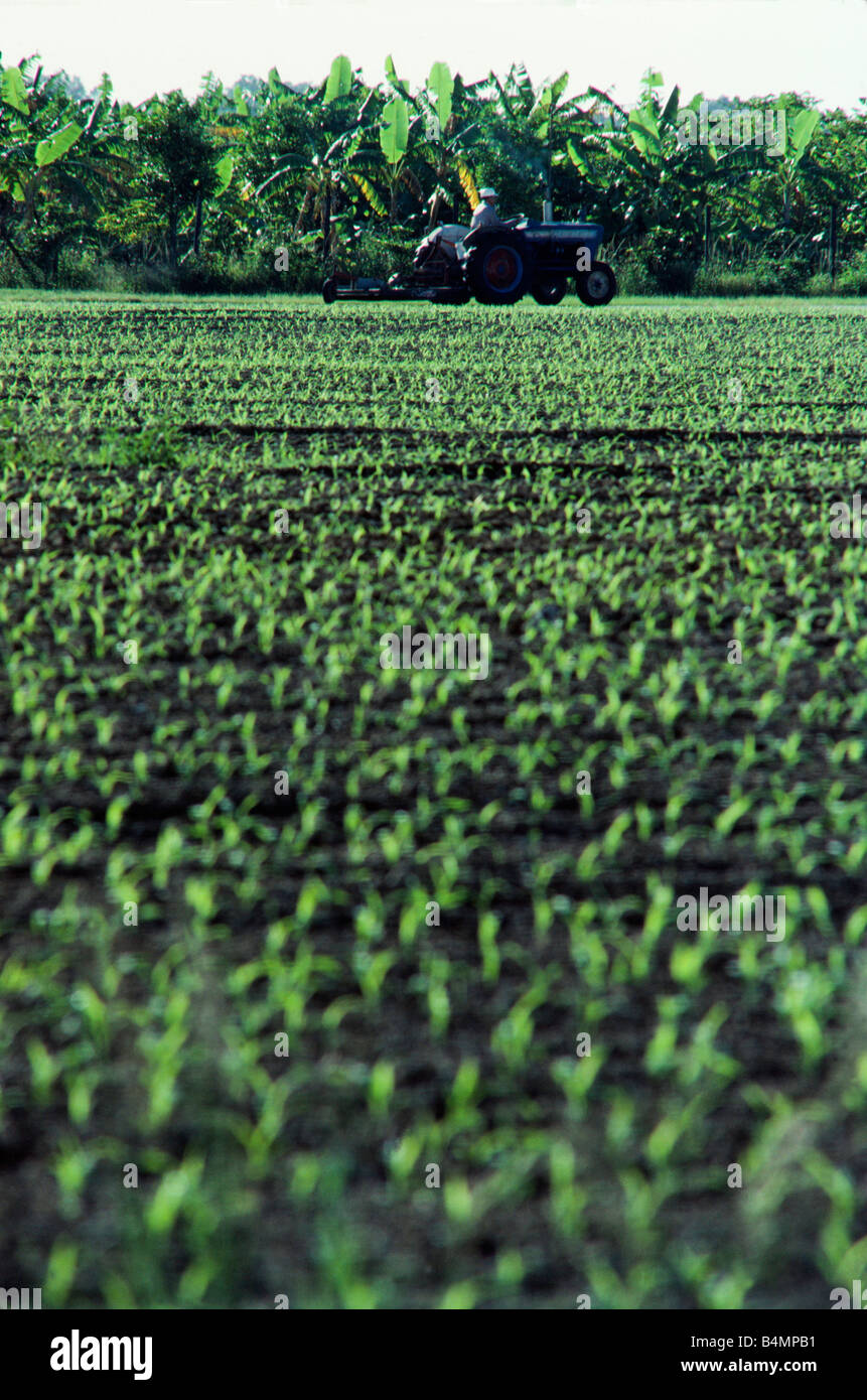 Crops in field, Florida Stock Photo Alamy