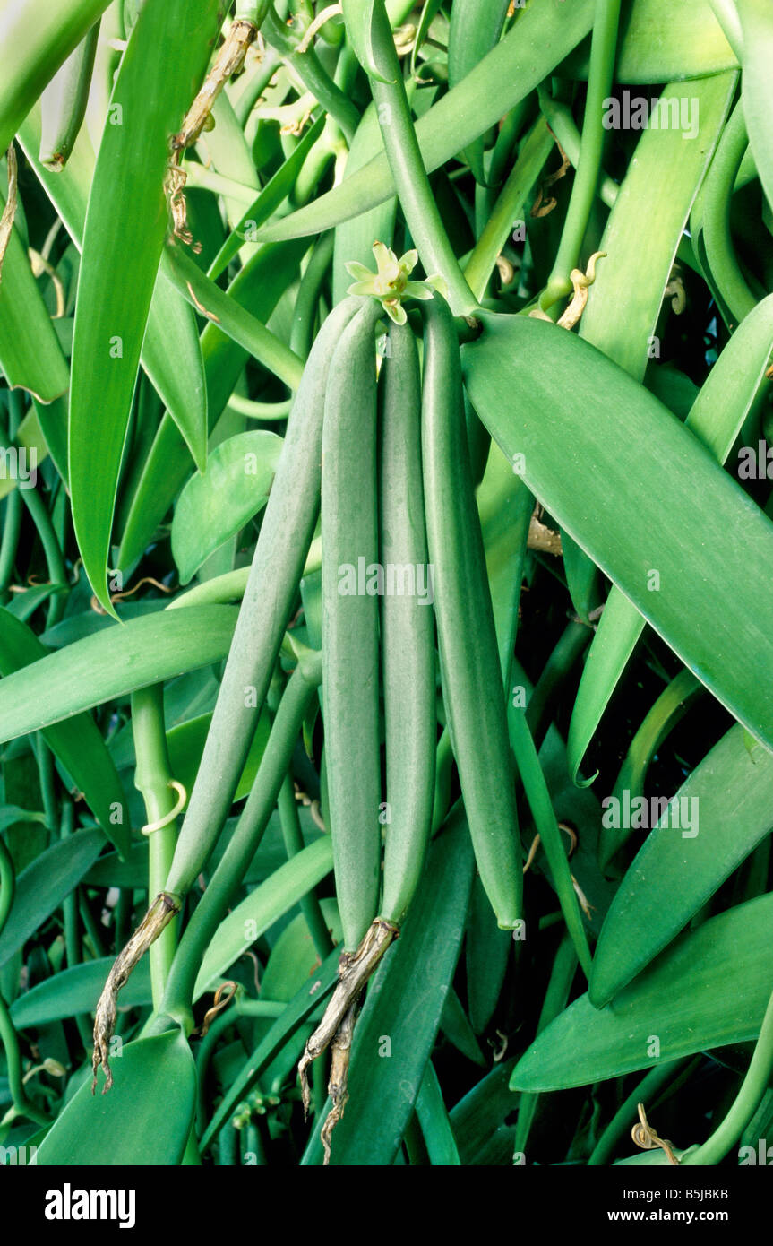 Vanilla bean plant hires stock photography and images Alamy