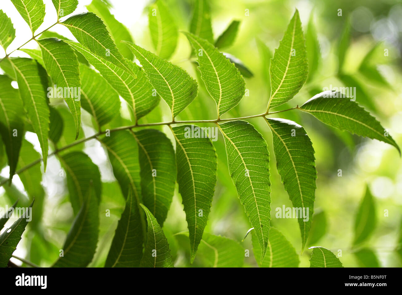 Neem plant hires stock photography and images Alamy