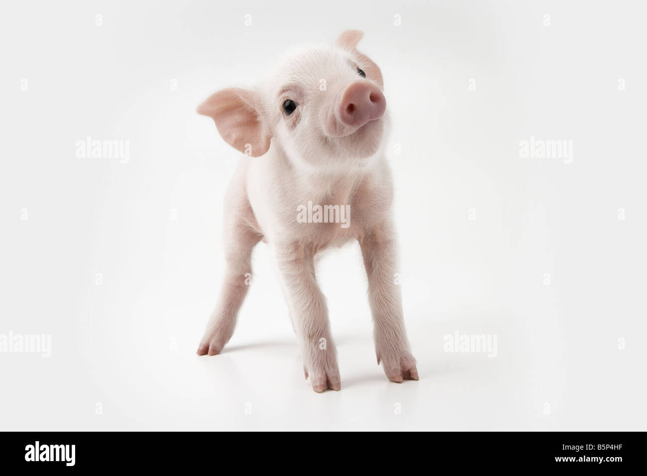 Piglet hires stock photography and images Alamy