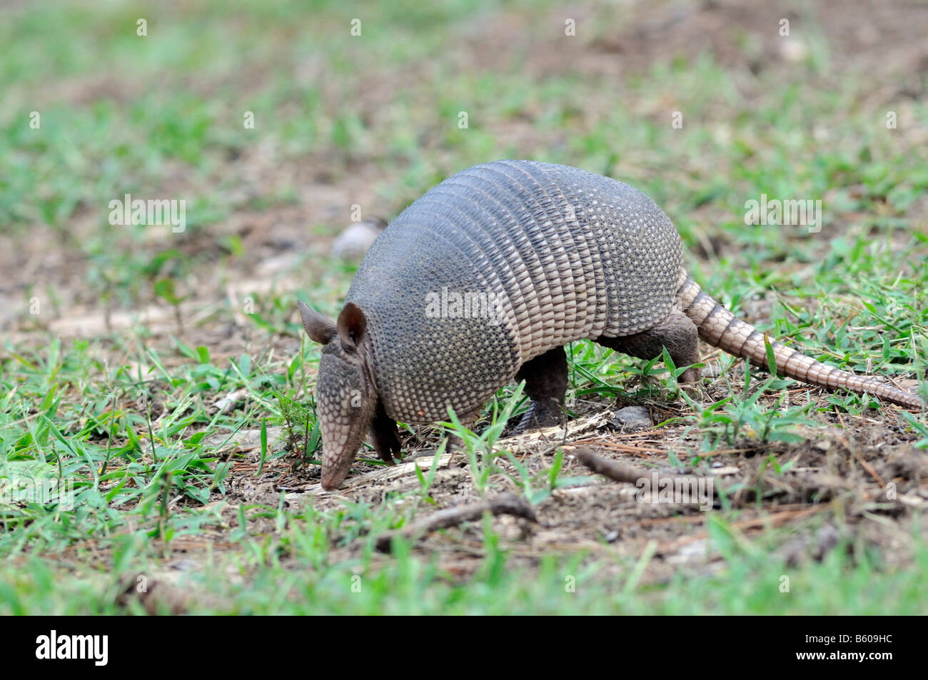 Texas, nine banded armadillo hires stock photography and images Alamy