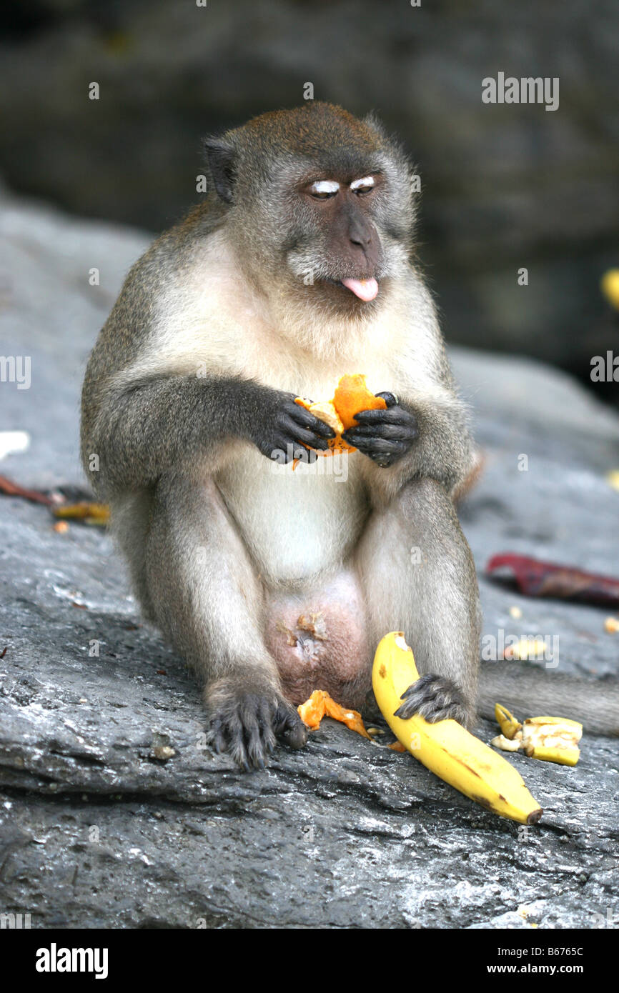 Cheeky monkey hi-res stock photography and images - Alamy