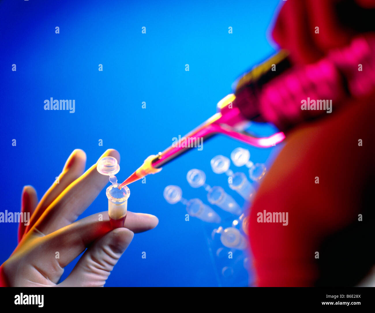 Pipetting solution. Gloved hands pipetting a liquid into a vial using a