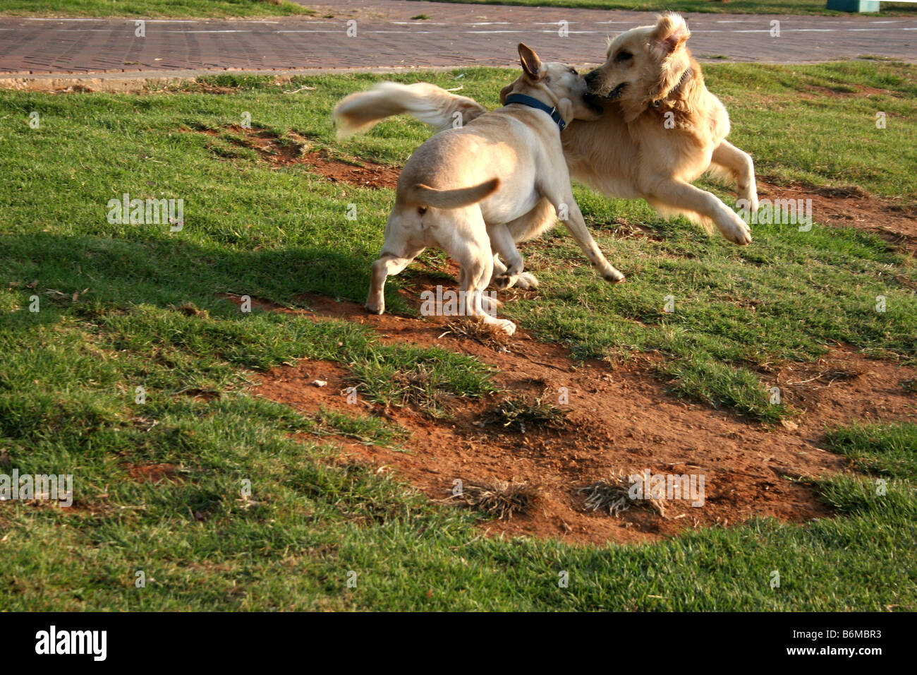 Two dogs fighting Stock Photo Alamy
