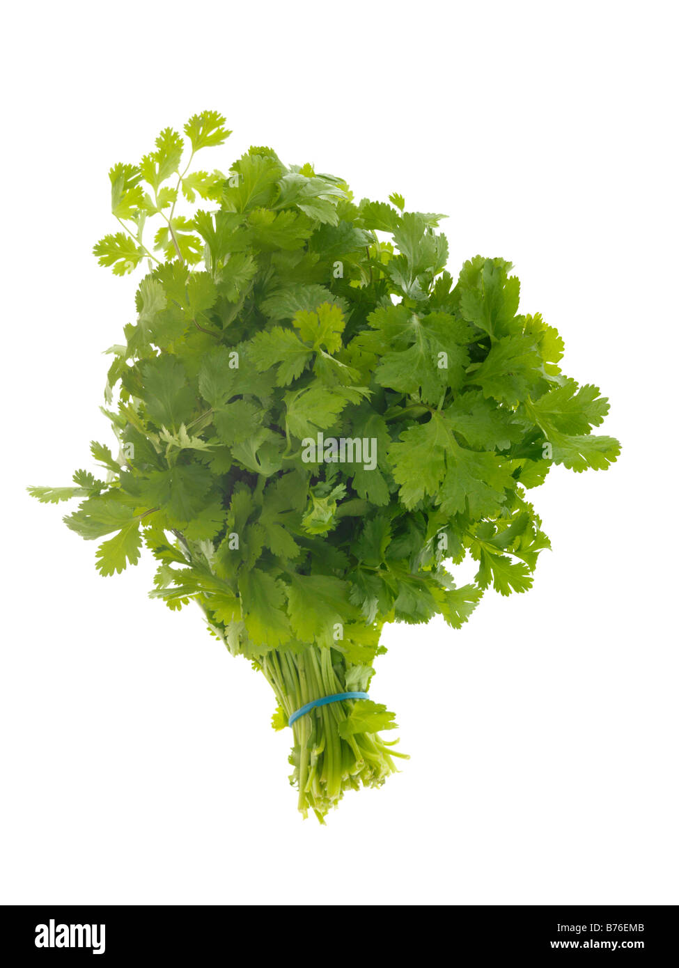 Flat Leaf Parsley Stock Photo Alamy