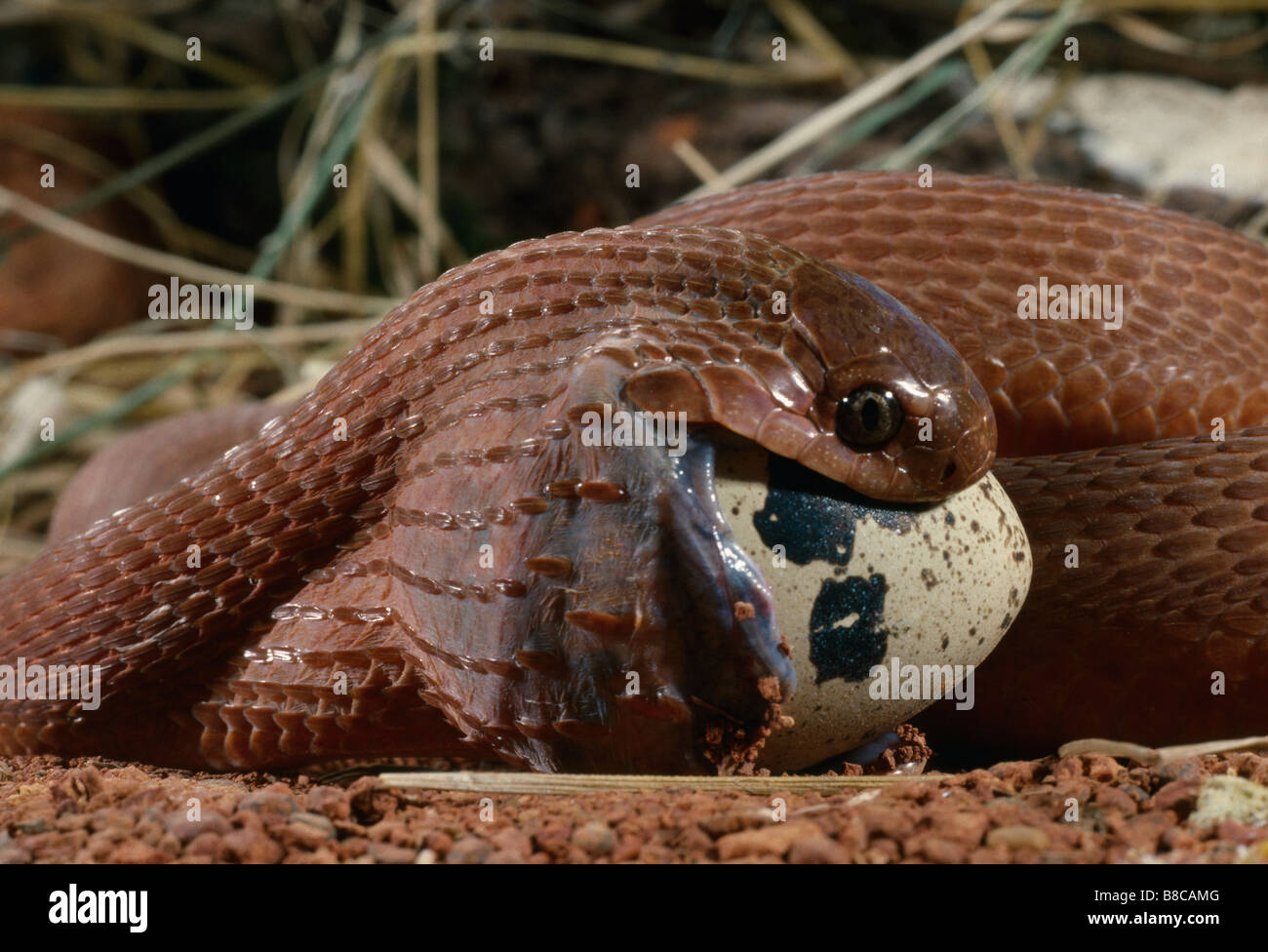 EGGEATING SNAKE Stock Photo 22399456 Alamy