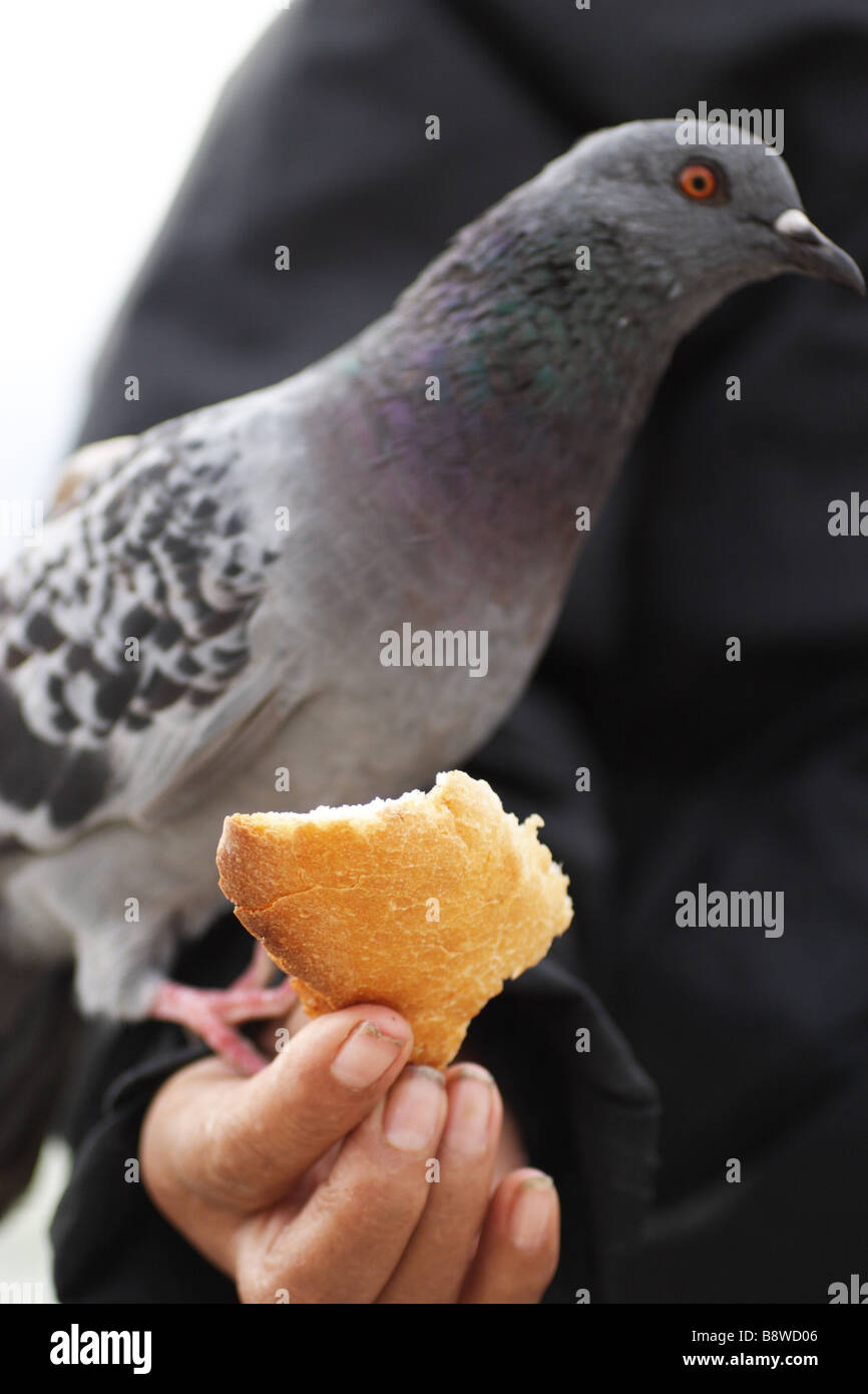 Bread for a Bird Stock Photo Alamy