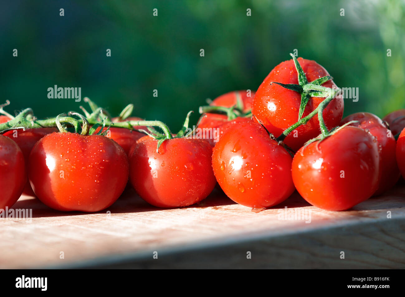 Where are all the tomoatoes hires stock photography and images Alamy