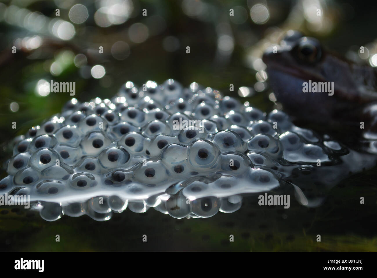 Frog egg cells hires stock photography and images Alamy