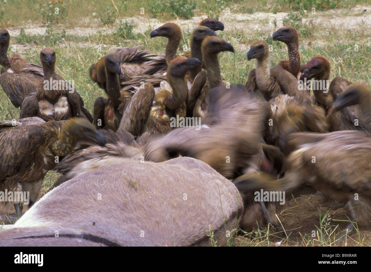 Cadaver fauna hires stock photography and images Alamy