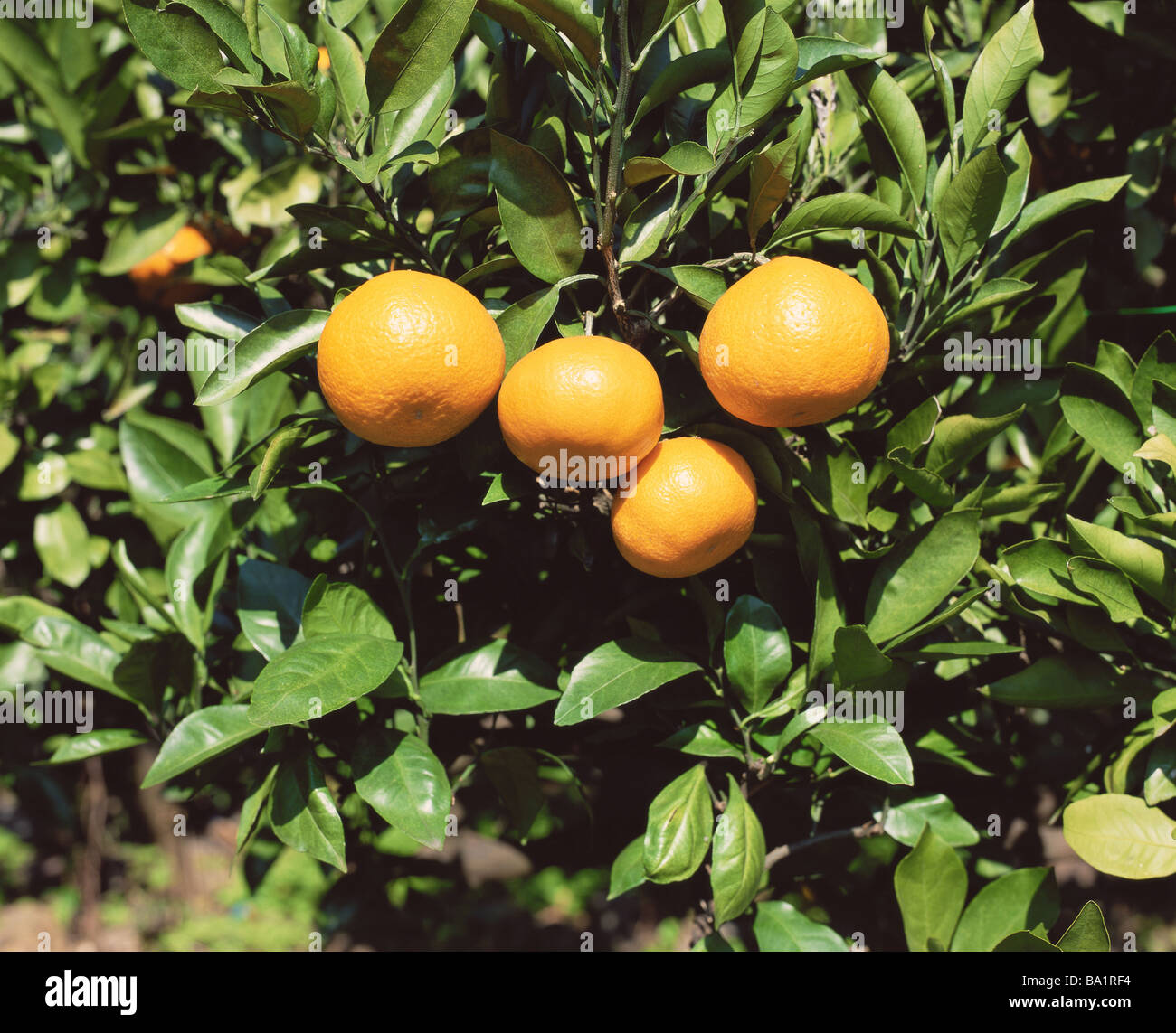 Satsuma mandarin tree hires stock photography and images Alamy