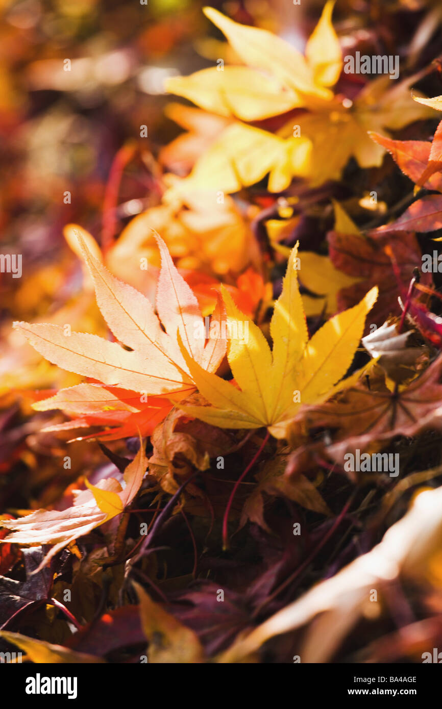 Dead Maple Leaf Stock Photo Alamy