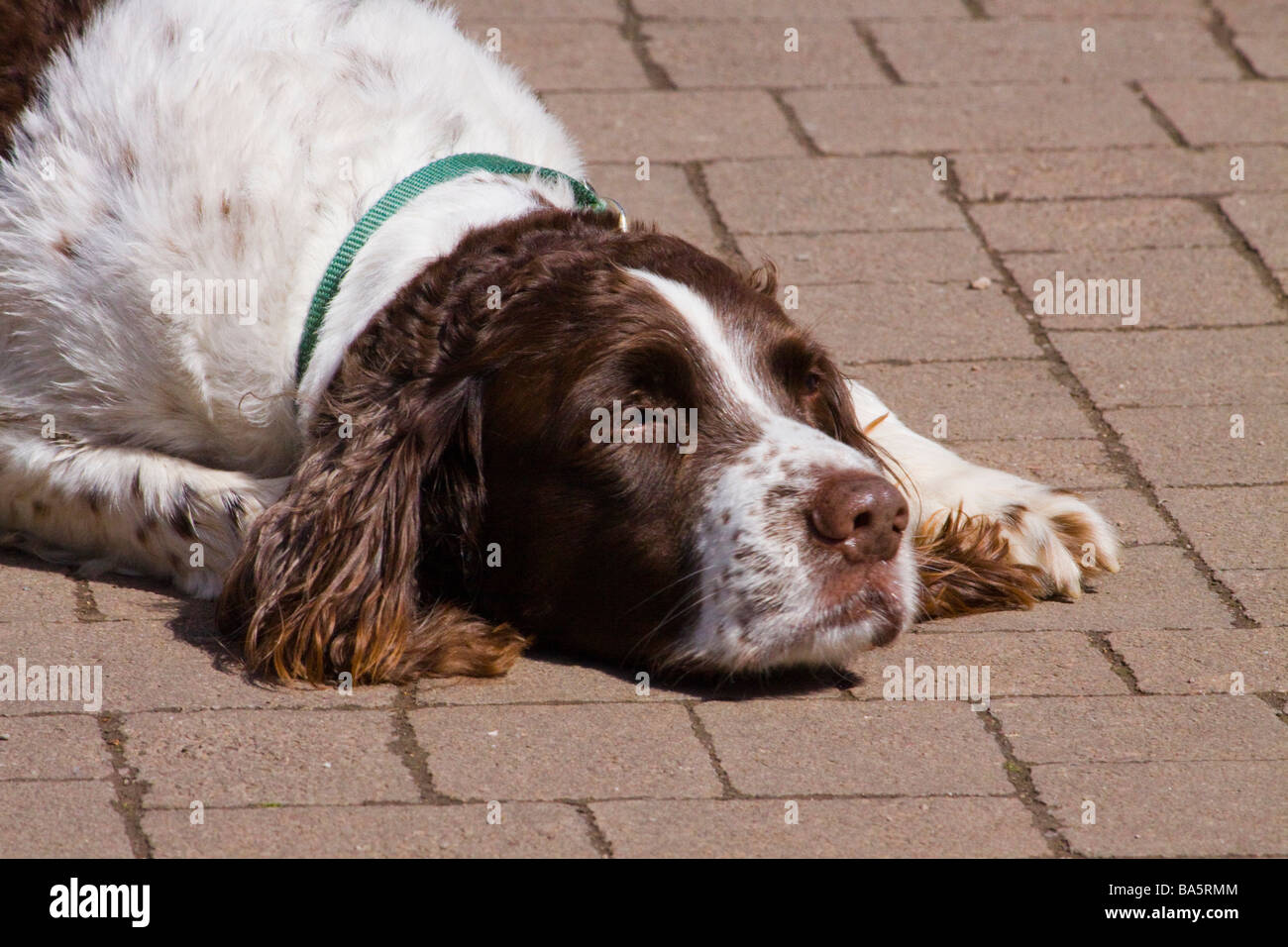 Sleeping Springer Spaniel Stock Photo Alamy