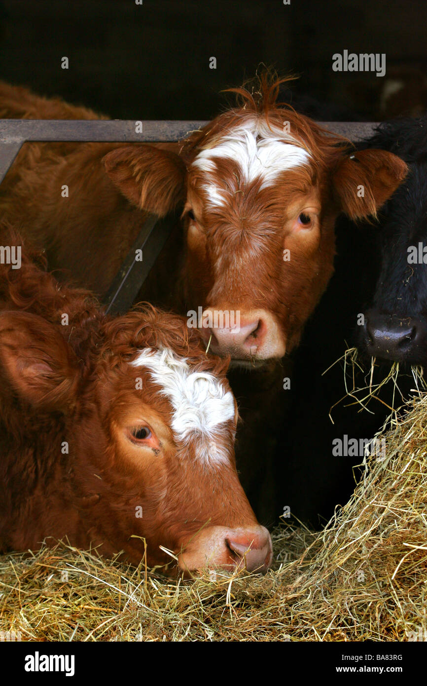 Young cattle feeding Stock Photo Alamy