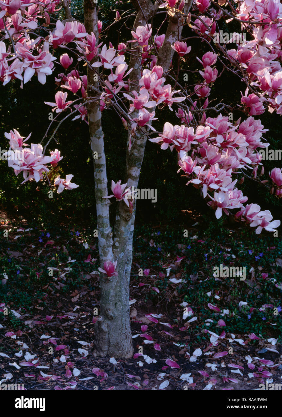 Flower tree in bloom Stock Photo Alamy