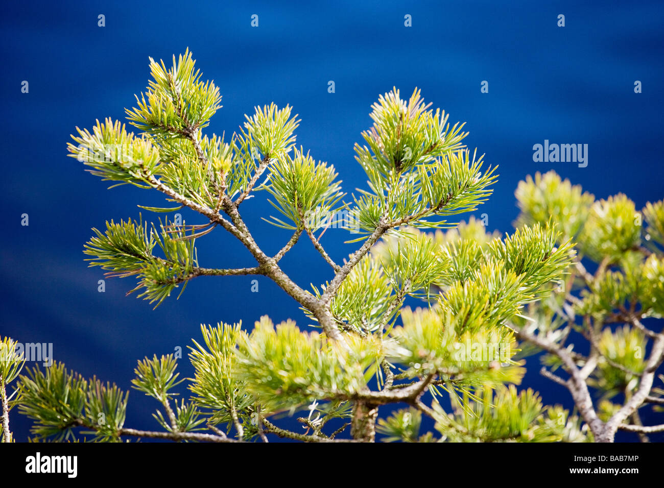 Pine tree branch Sweden Stock Photo Alamy