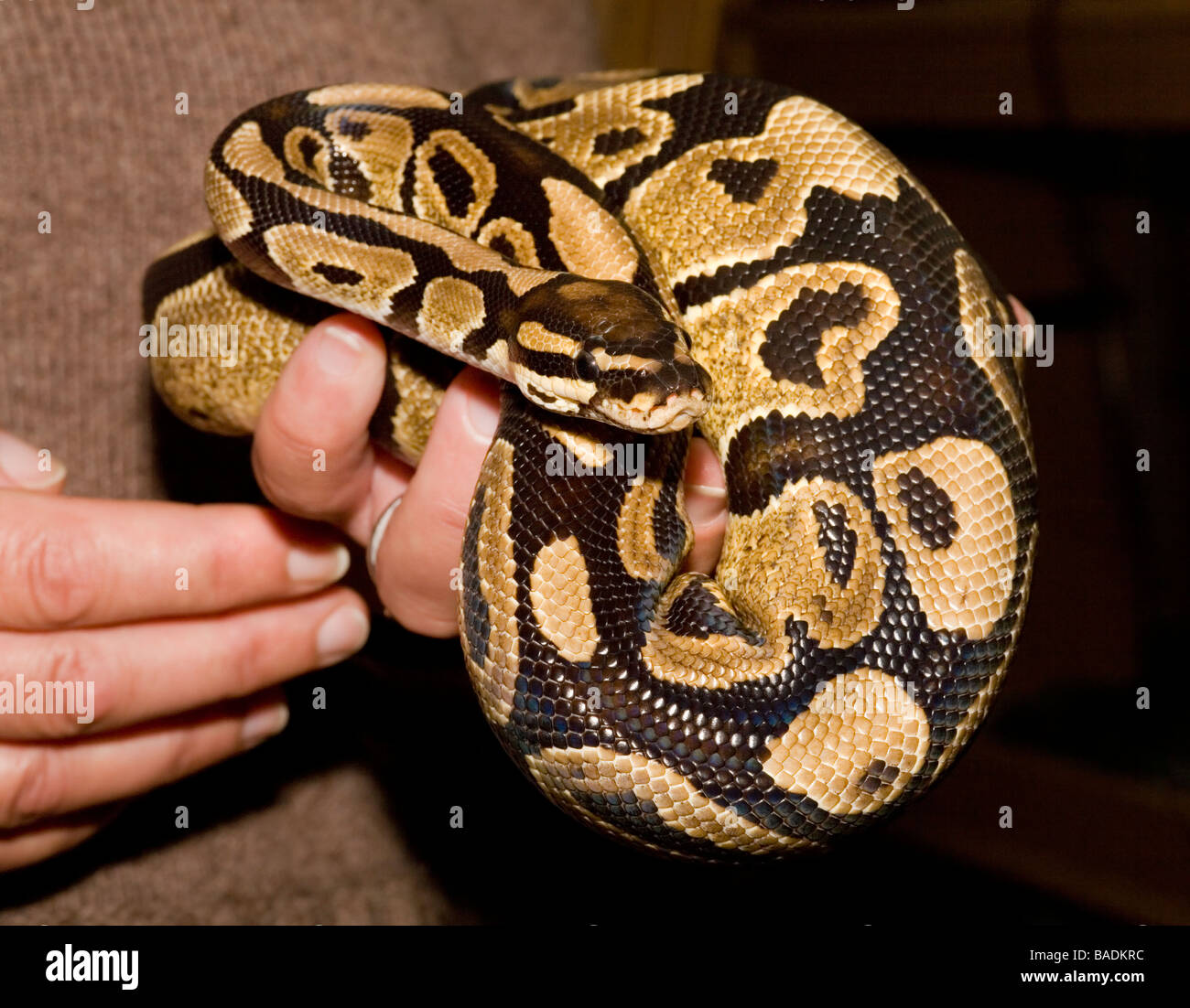 Pet Royal Python Python regius being handled Stock Photo Pet Royal Python Python regius being handled Stock Photo