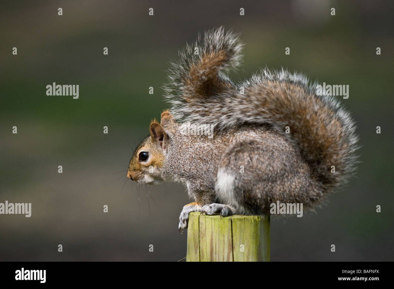 Tail is very bushy hires stock photography and images Alamy