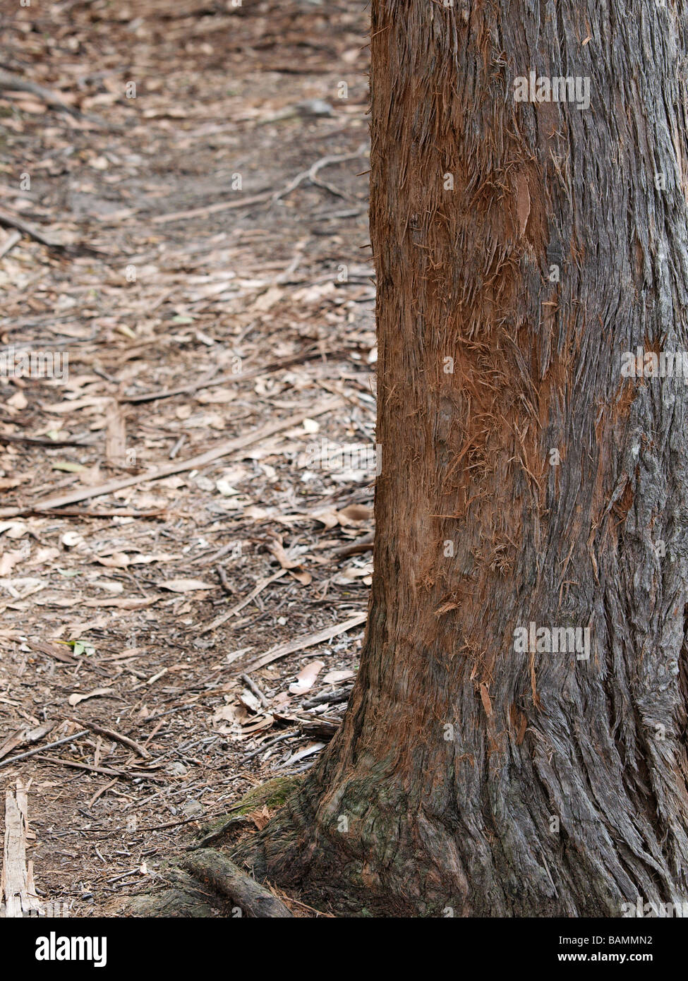 Tree marks hires stock photography and images Alamy