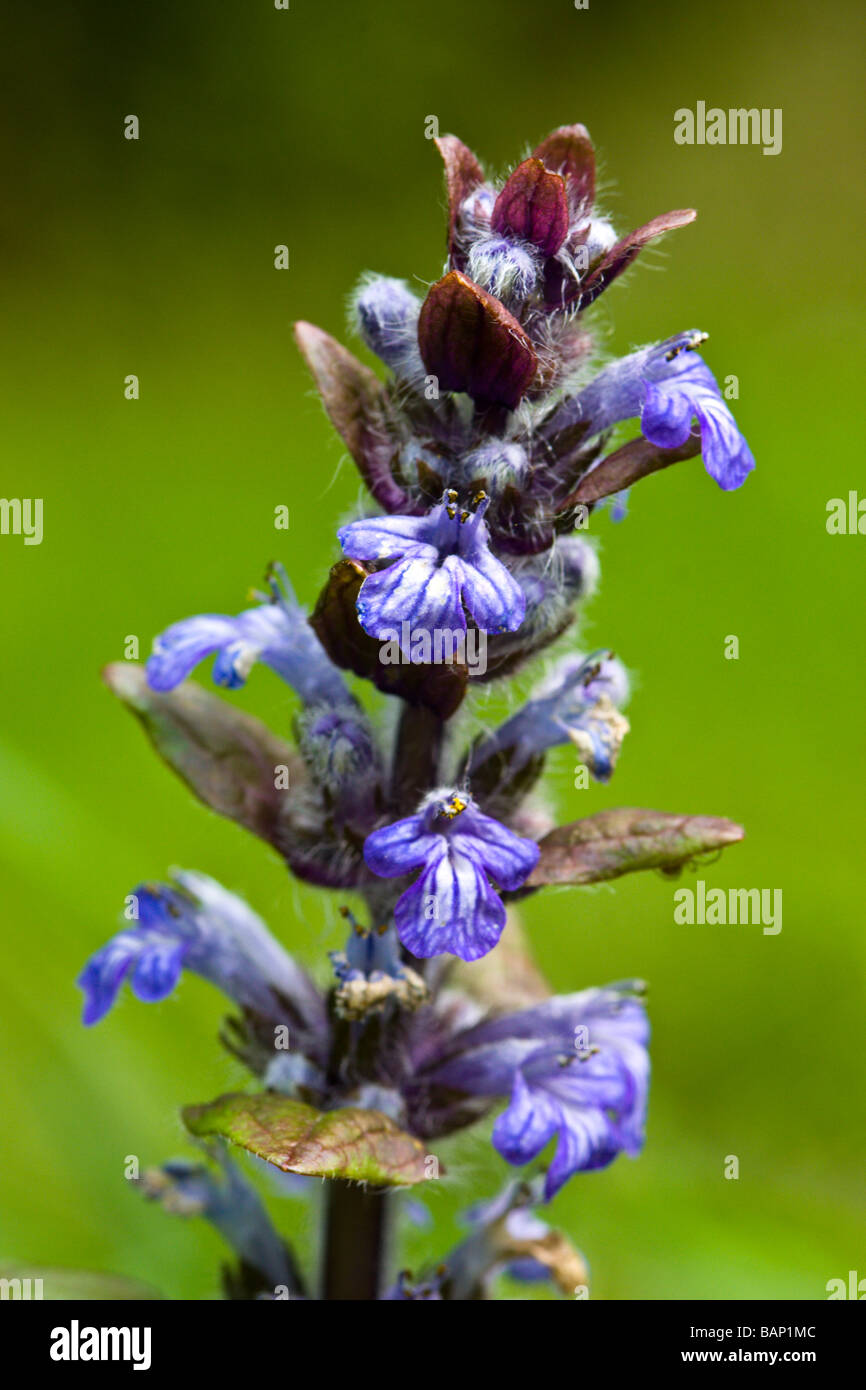 Bugle flowers hires stock photography and images Alamy