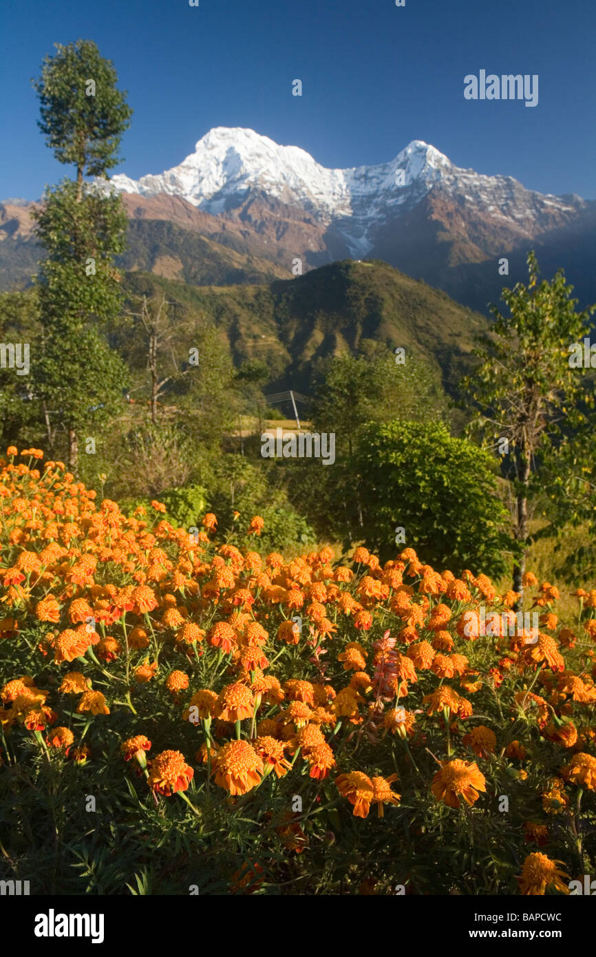 Flowers of nepal hires stock photography and images Alamy