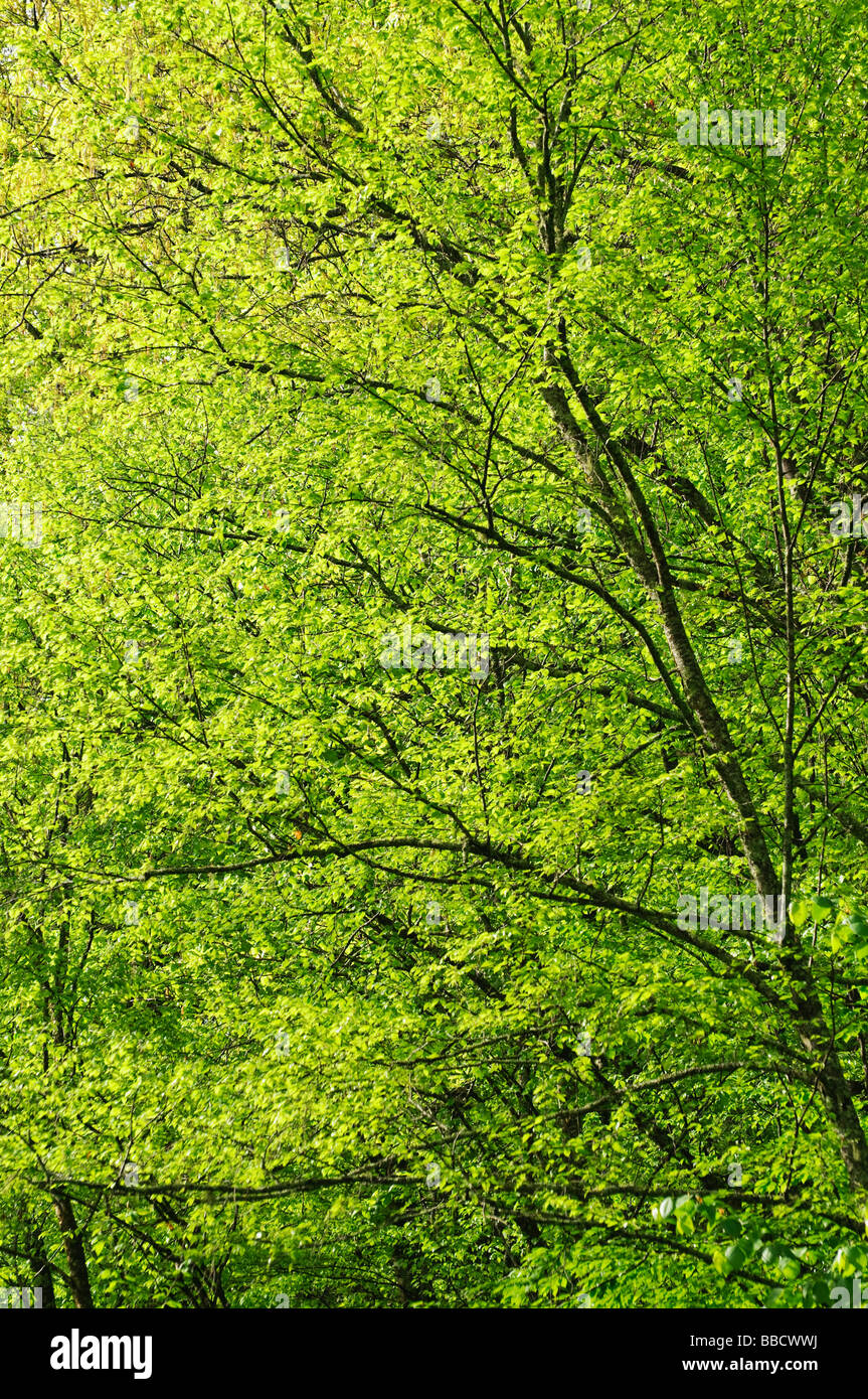green forest trees Stock Photo Alamy