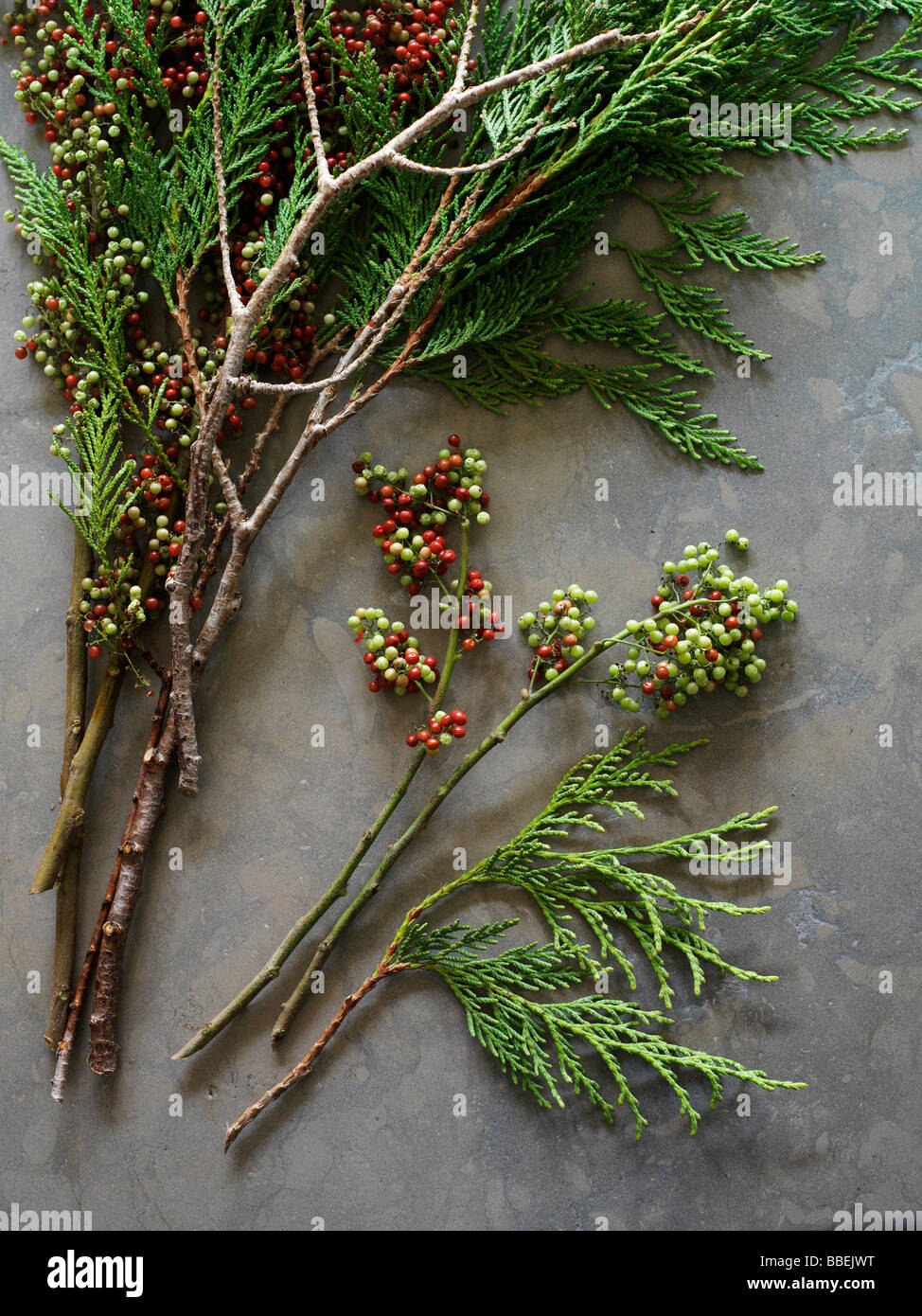 Cedar Branches with Berries Stock Photo Alamy