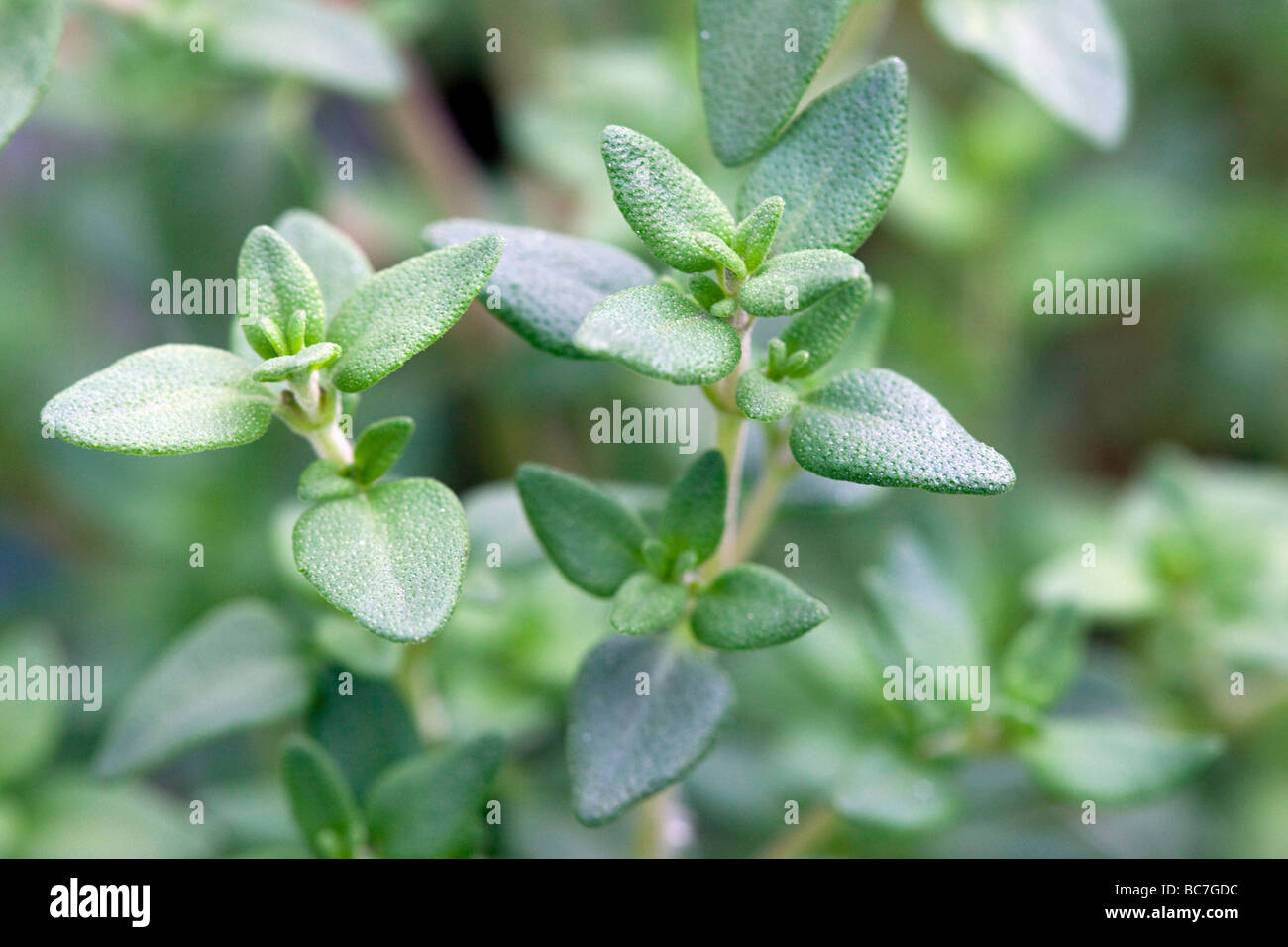 Thyme plant hires stock photography and images Alamy