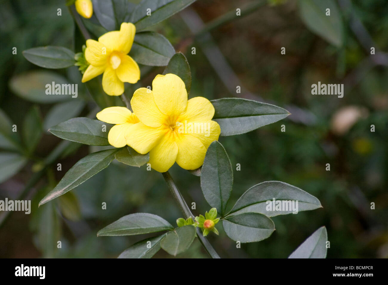 Primrose jasmine jasminum mesnyi hires stock photography and images