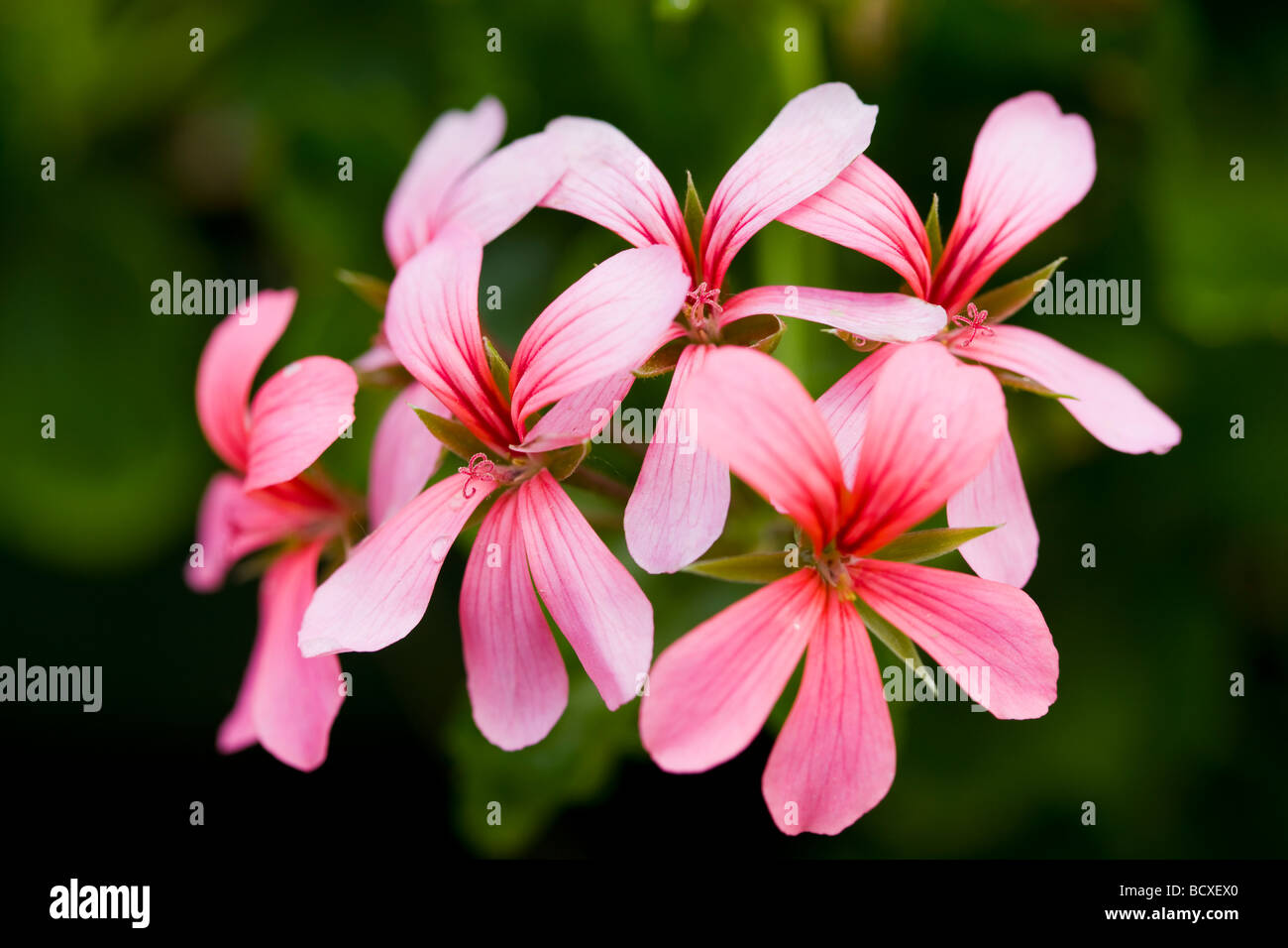 Image of wild flower hires stock photography and images Alamy