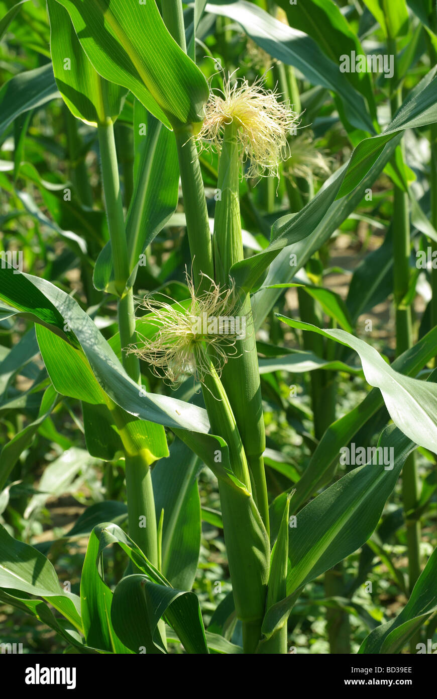 Maize Flower High Resolution Stock Photography and Images Alamy