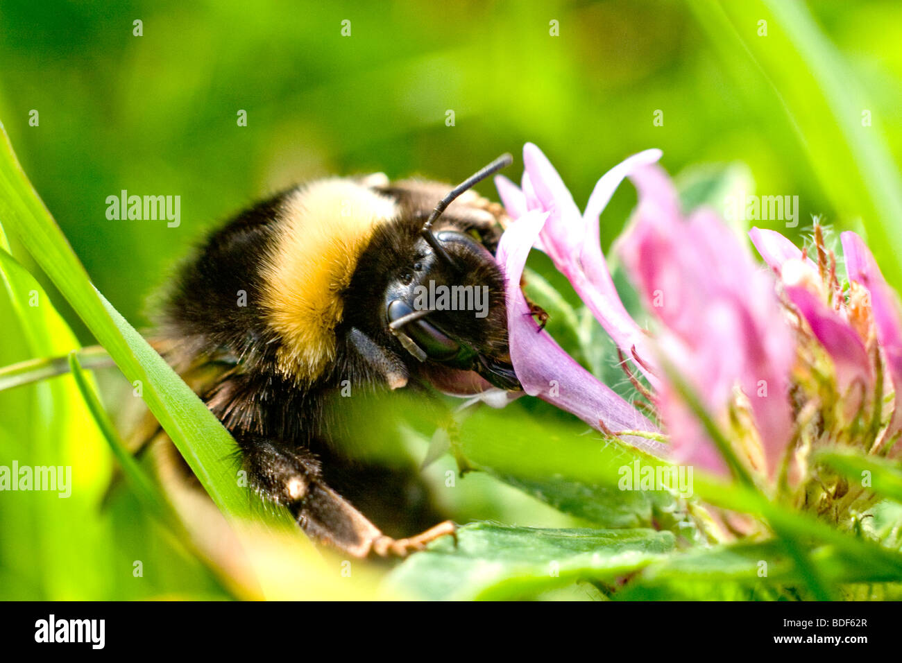 A bumblebee extracting pollen Stock Photo Alamy