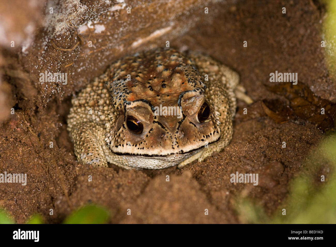 Toad jumping hires stock photography and images Alamy