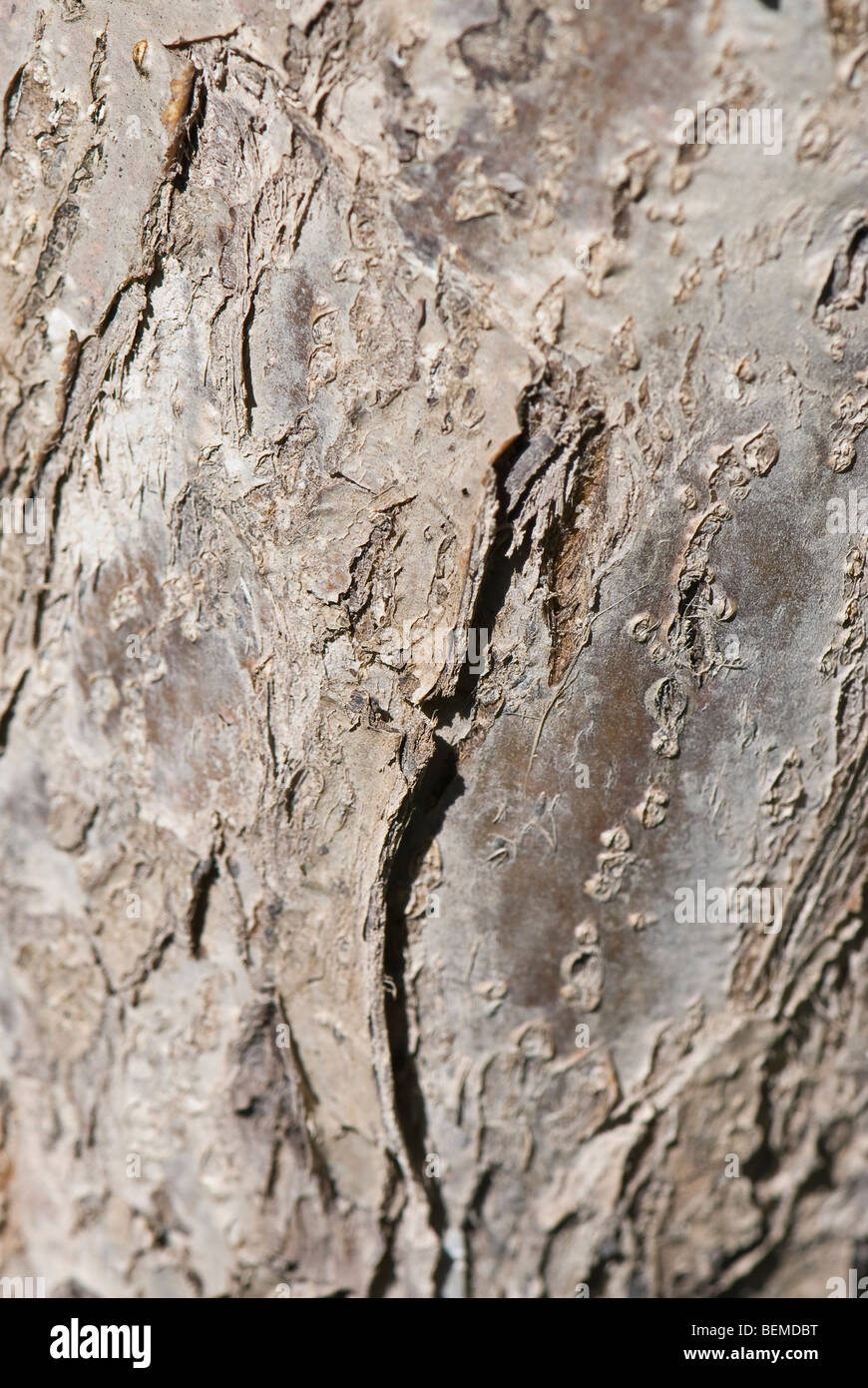 Apple tree bark texture Stock Photo Alamy