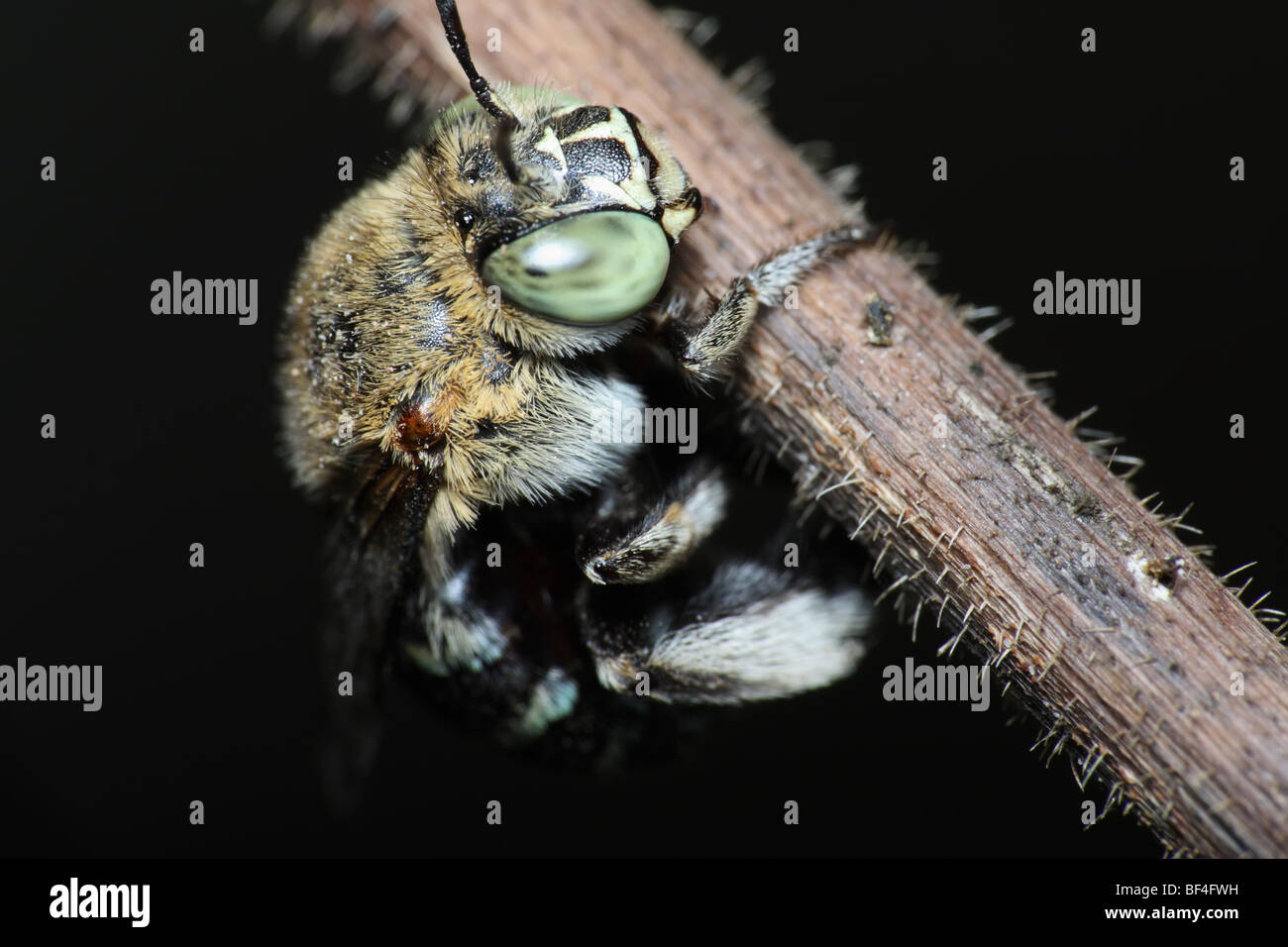 Australian Native Bee Stock Photo Alamy
