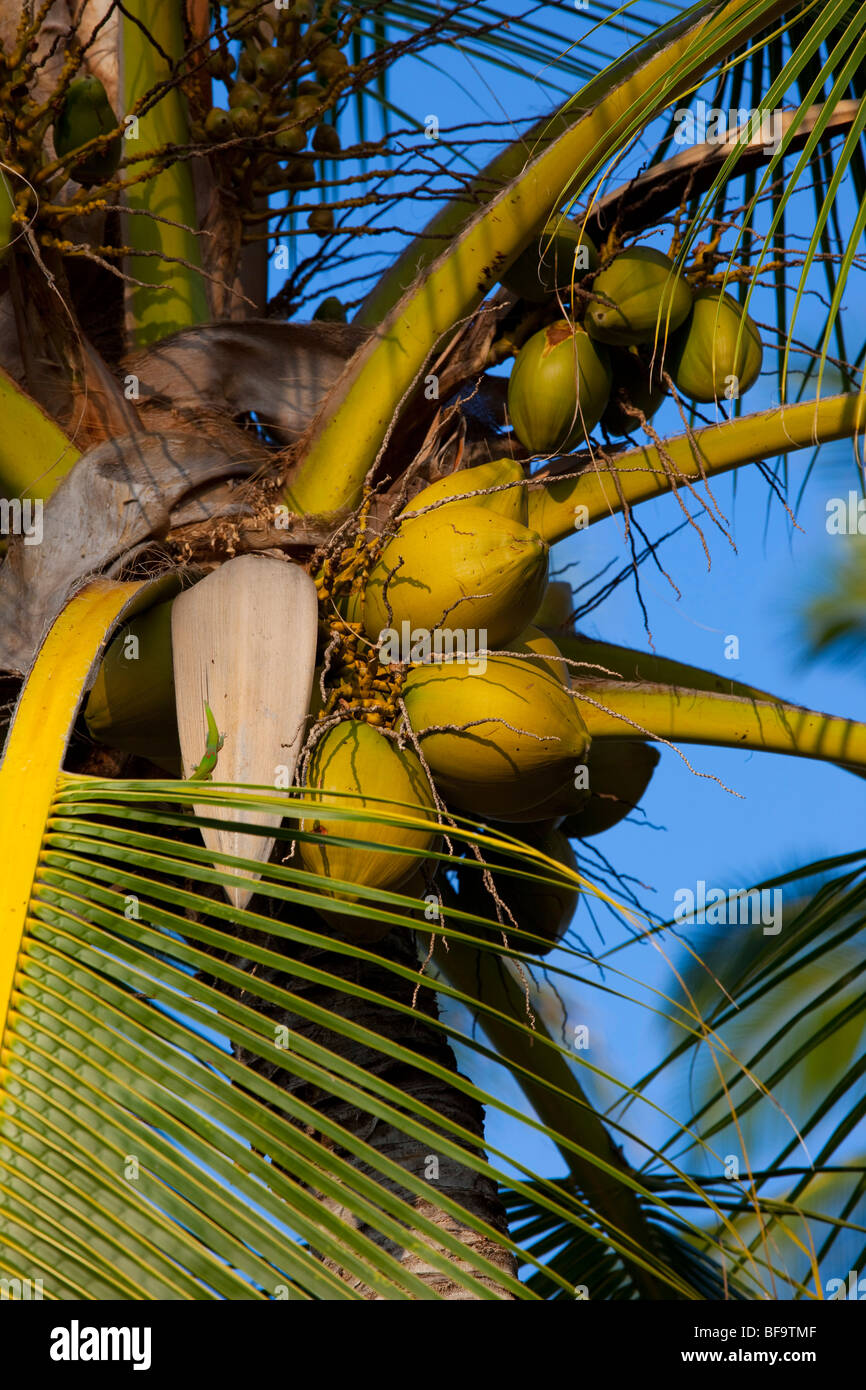 Coconut palm tree Stock Photo Alamy