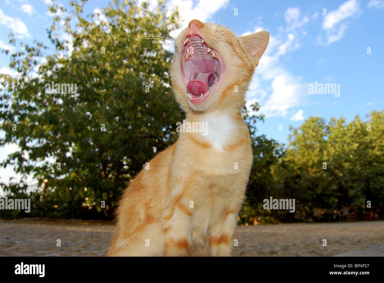 A singing cat Stock Photo Alamy