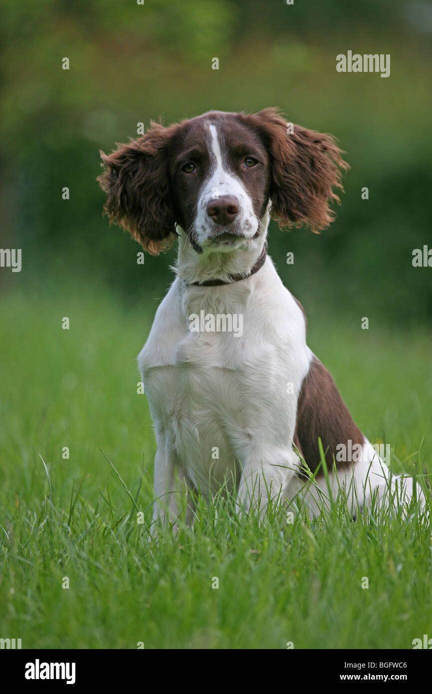 Can Springer Spaniels Be Left Alone