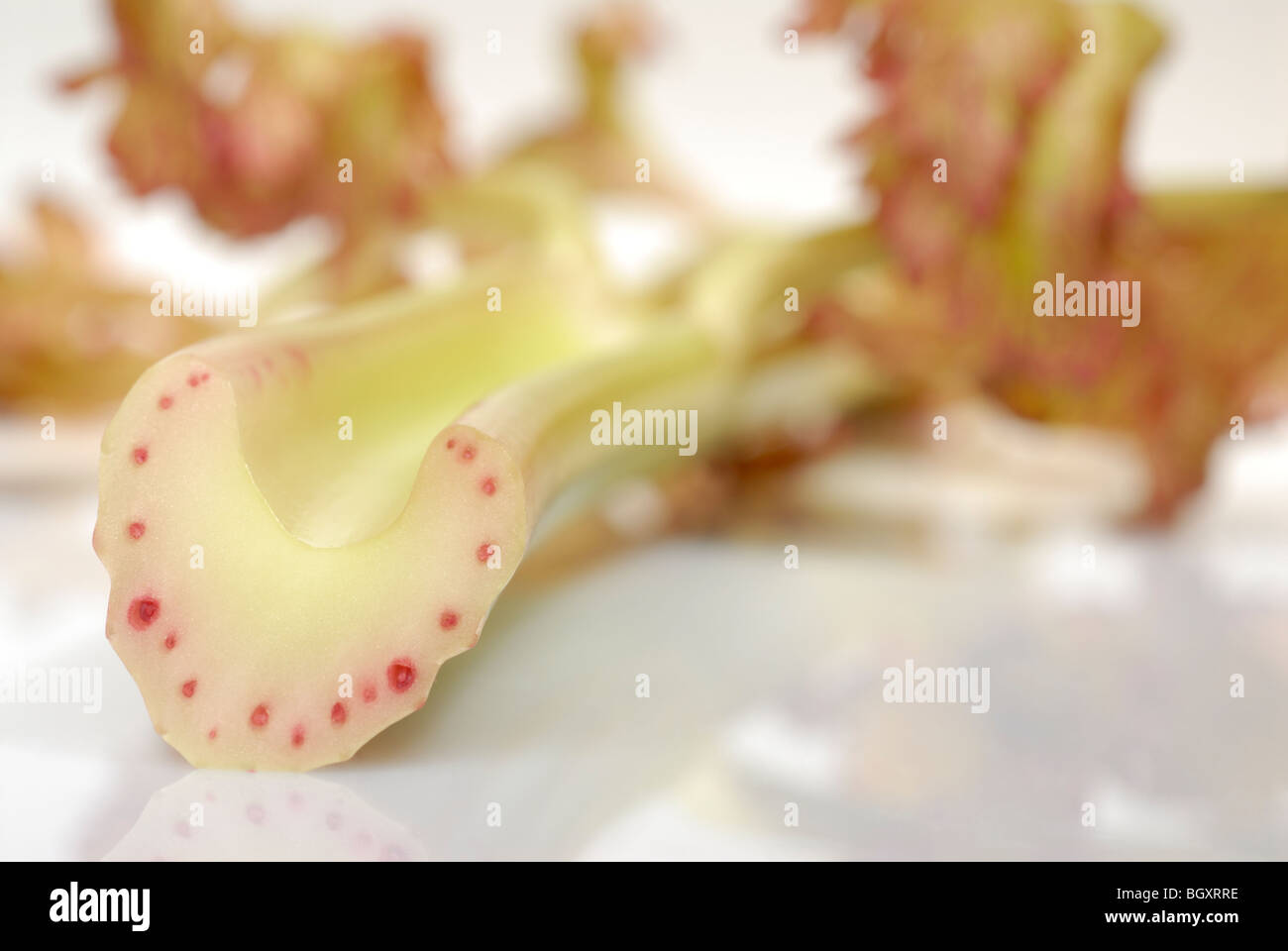 celery experiment. A cross section of a celery stalk shows xylem
