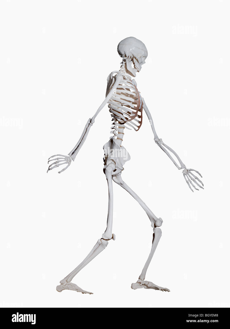 Skeleton human diagram hi-res stock photography and images - Alamy