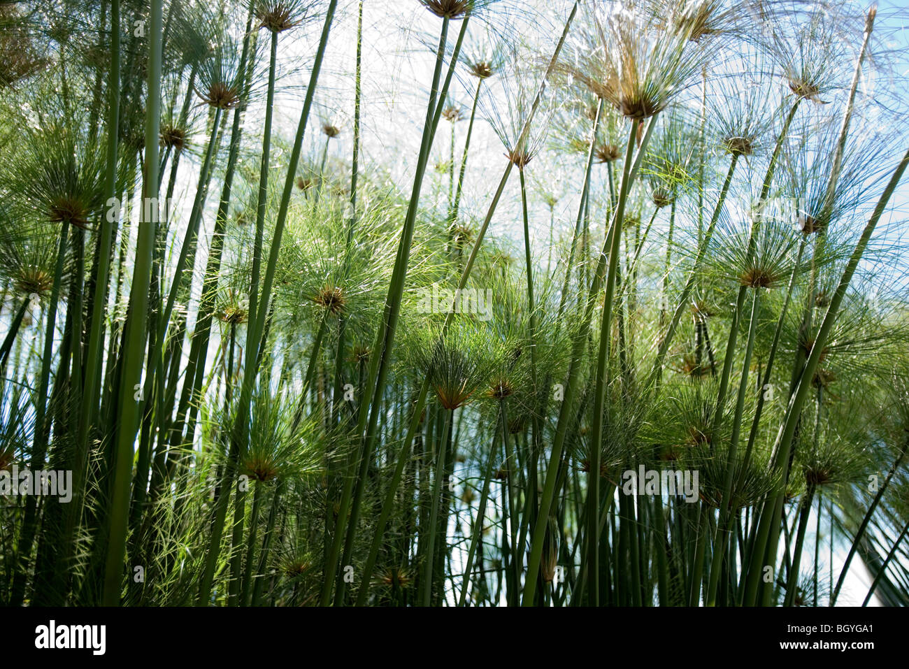 Papyrus Plant High Resolution Stock Photography and Images Alamy