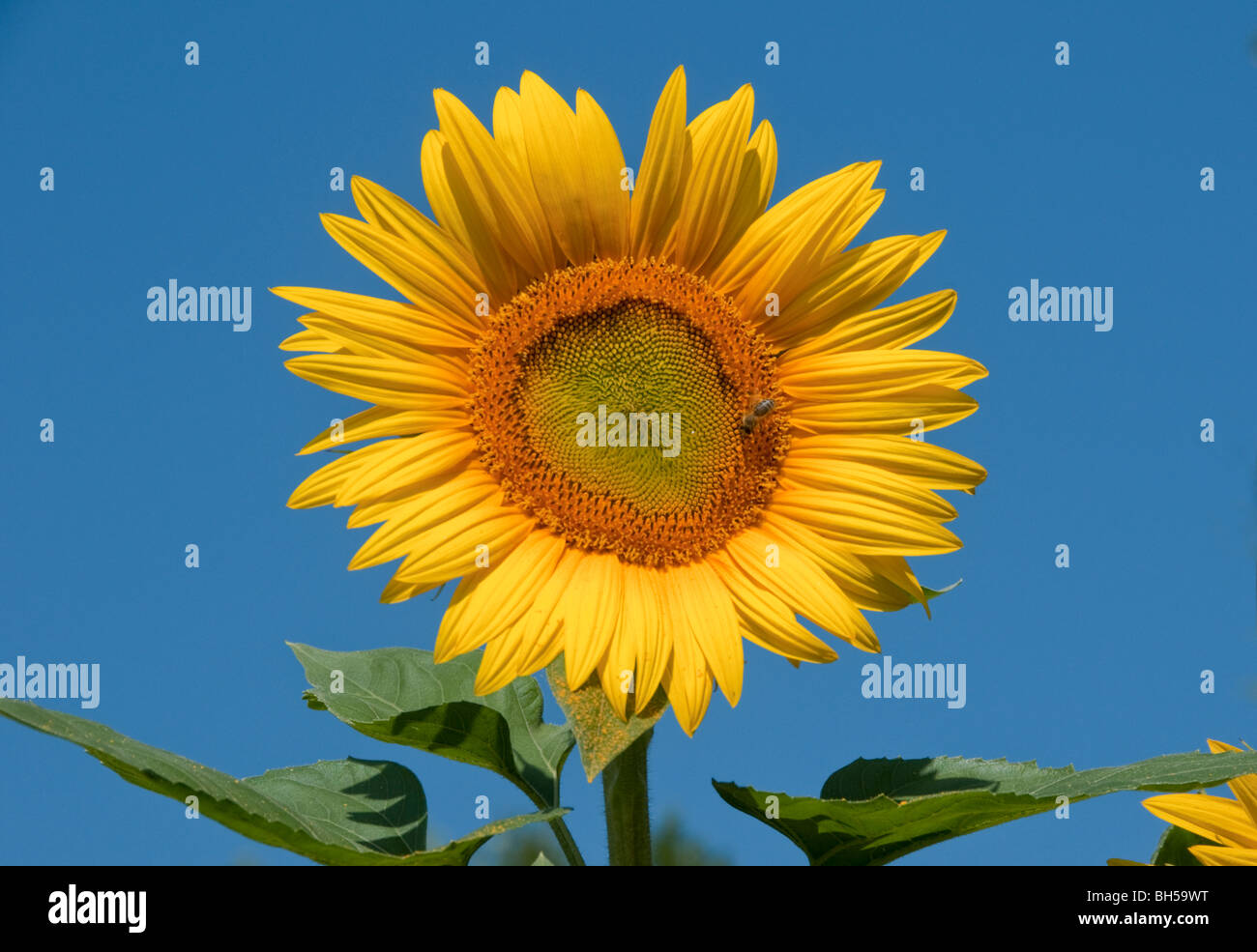 Sunflower van gogh hires stock photography and images Alamy