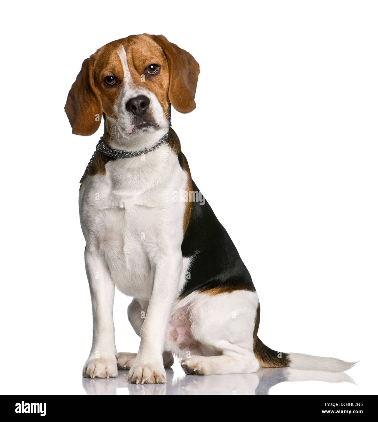 What Is A Beagle Dog Look Like