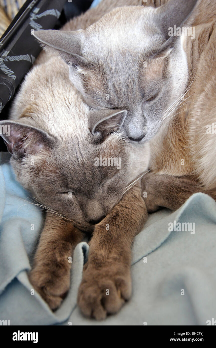 Siamese Bluepoint cats Stock Photo Alamy